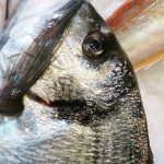 Çipura  400/600 / Adet