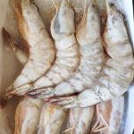 JUMBO KARİDES 6/8 (KABUKLU)