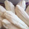 PANGA (1kg)