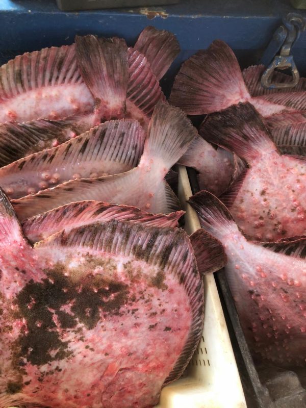 KALKAN (2Kg üstü Kg fiyatı ) – www.e-balik.com