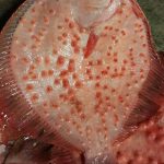 KALKAN (2Kg üstü Kg fiyatı )