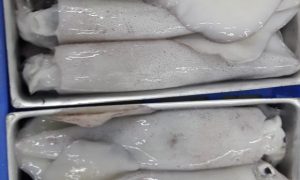 Baby Kalamar (1Kg)