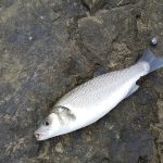 Deniz Levreği (1 kg fiyatı )