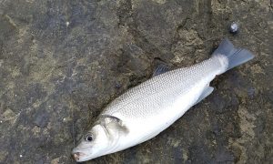 Deniz Levreği (1 kg fiyatı )