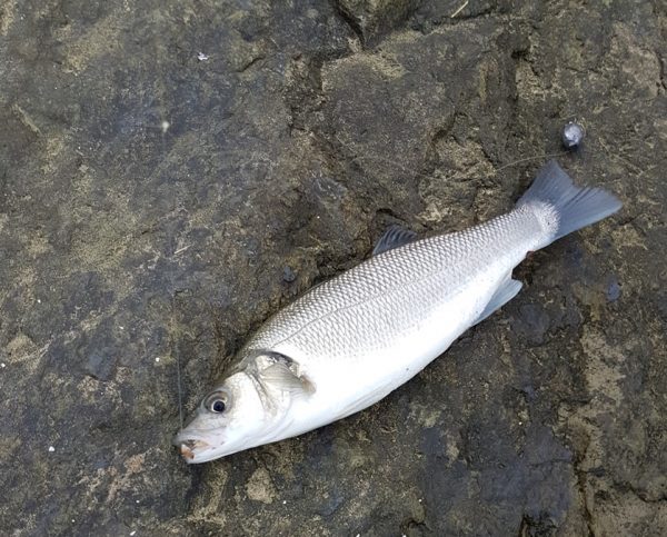 Deniz Levreği (1 kg fiyatı )
